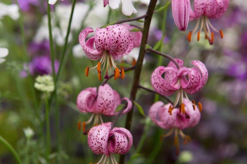 Martagon Lily