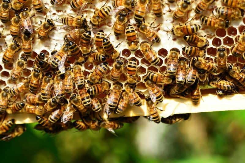 Understanding Bee Behavior