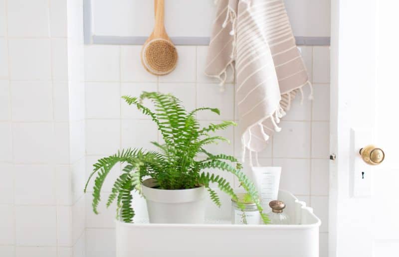 Incorporate Greenery