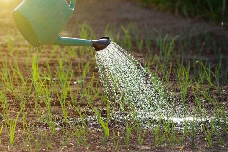 Regular Watering Routine