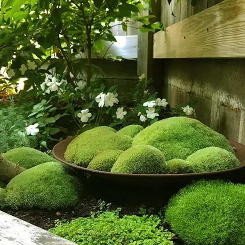 Use Creeping Vines and Moss