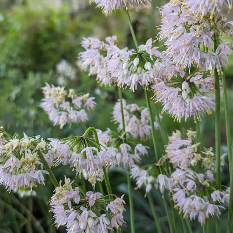 Use Native Plants