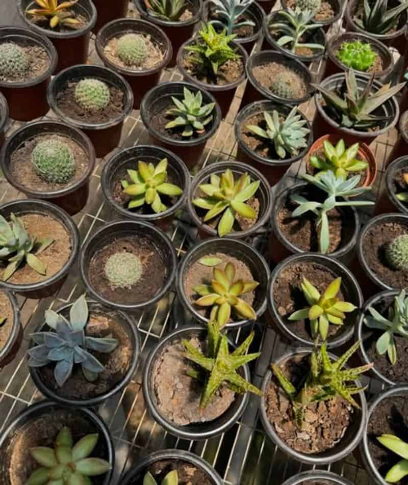 Use Well-Draining Soil