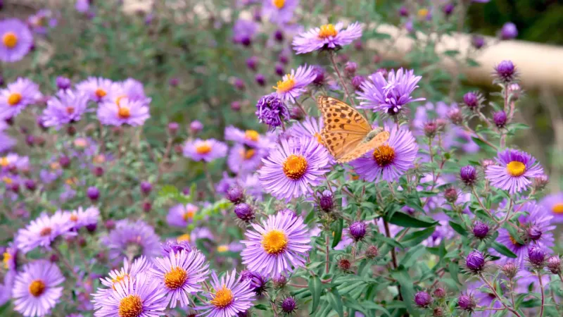 Aster
