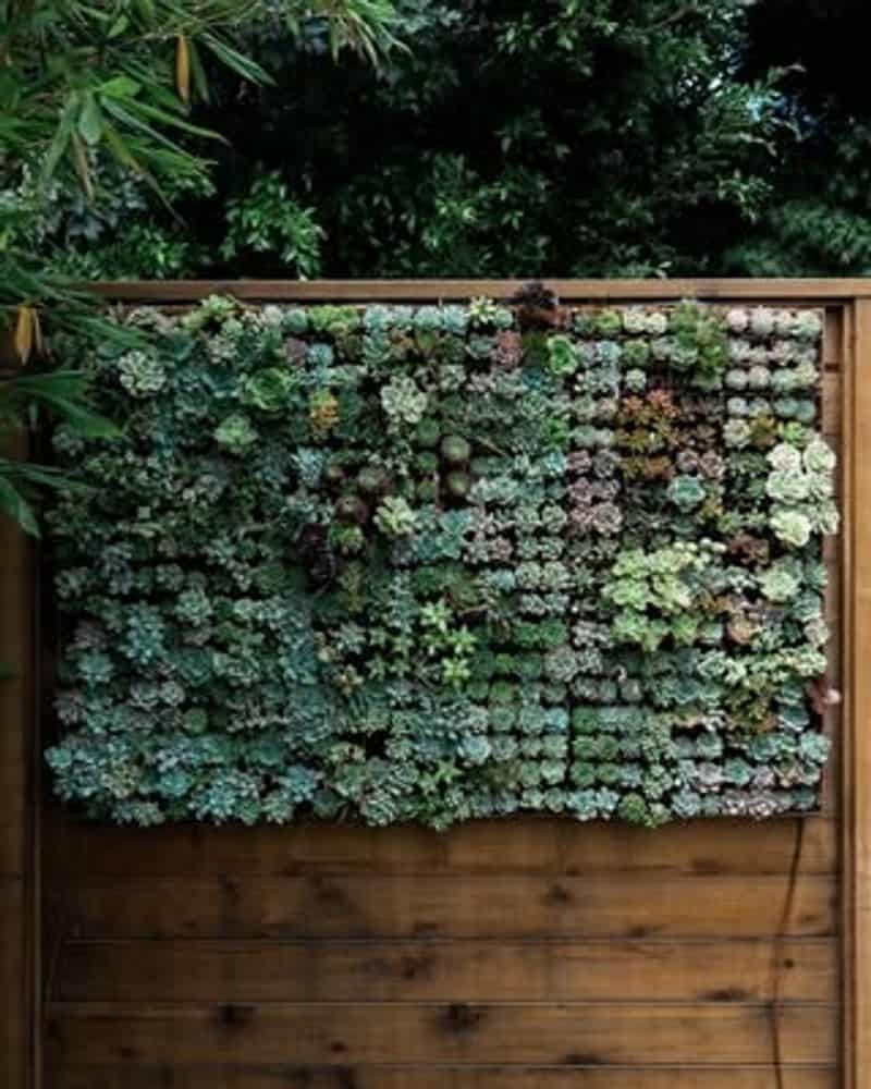 Vertical Succulent Wall