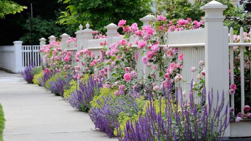 Soft Lavender