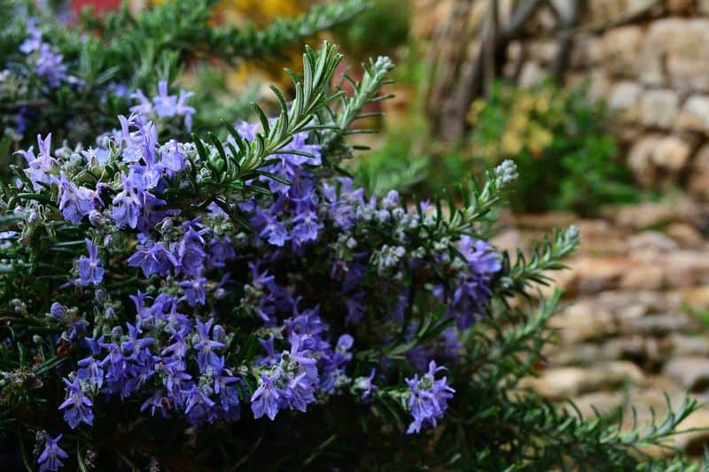 Rosemary
