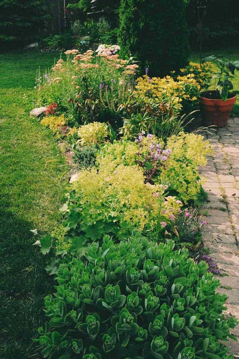 Reflective Mulches