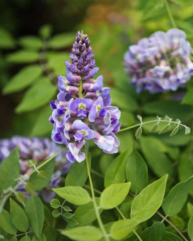 Fertilize for Flowers