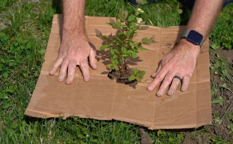 Weed Barrier