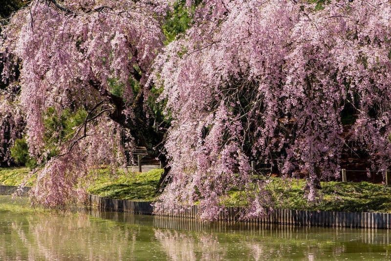 Weeping Higan Cherry (Prunus pendula 'Pendula Rosea')