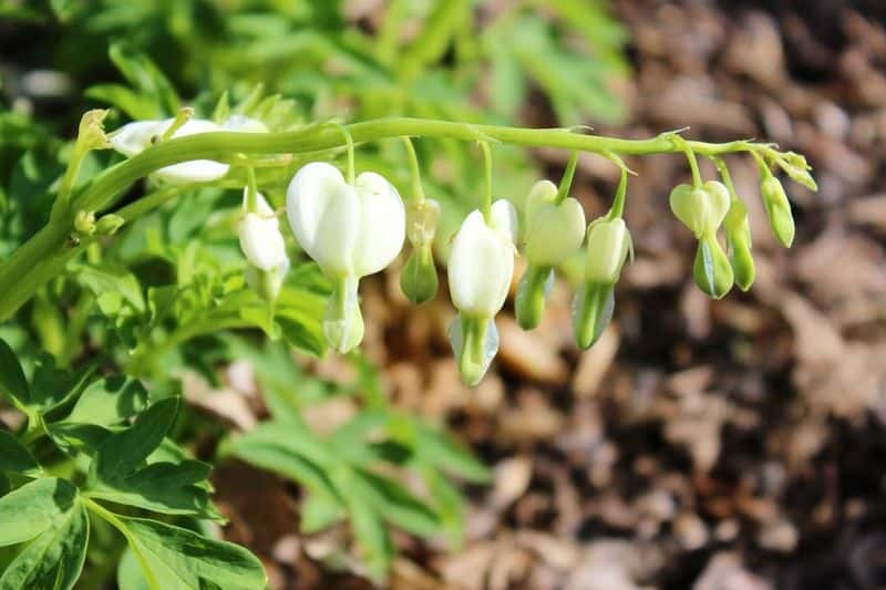 White Bleeding Heart (Dicentra spectabilis 'Alba')