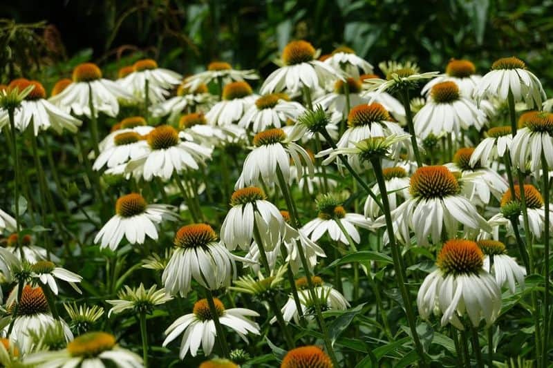 White Coneflower (Echinacea purpurea 'White Swan')