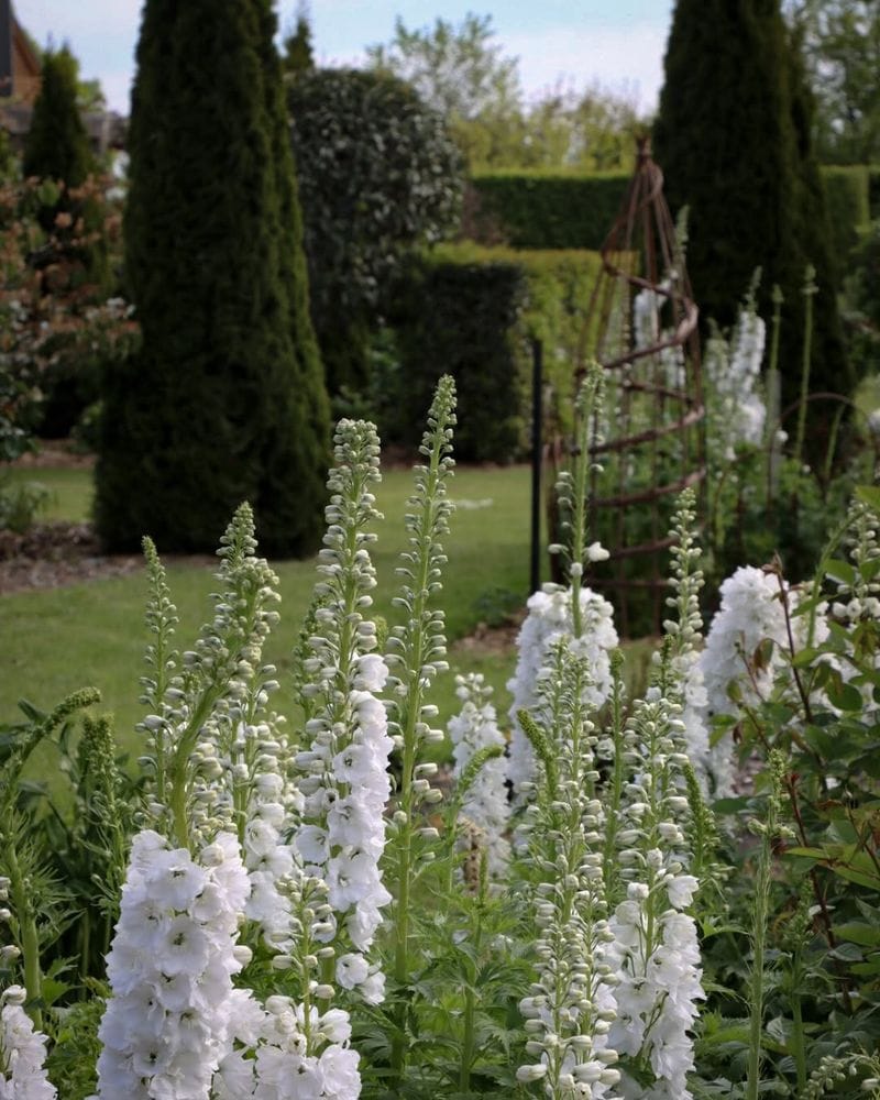 White Delphinium (Delphinium elatum 'Galahad')