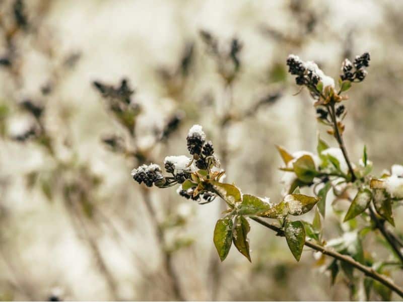 Winter Resilience