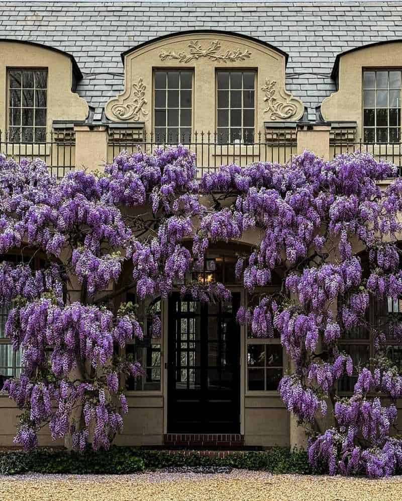Wisteria