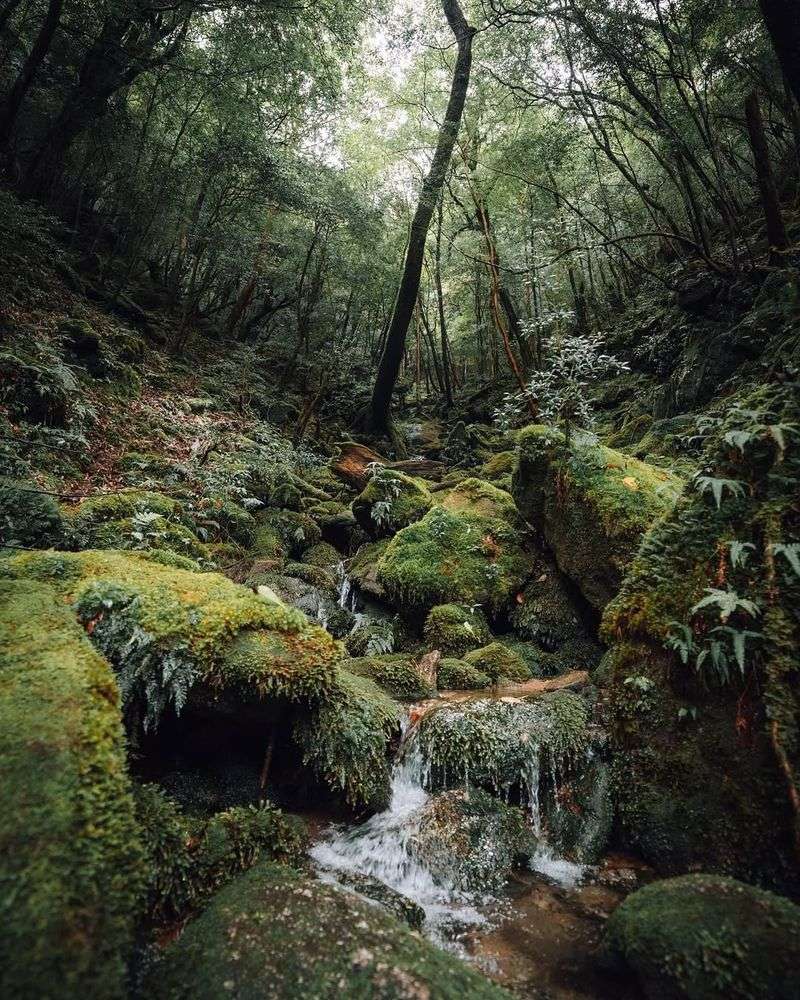 Yakushima