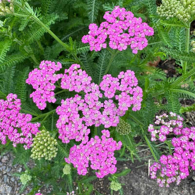 Yarrow (Achillea millefolium)