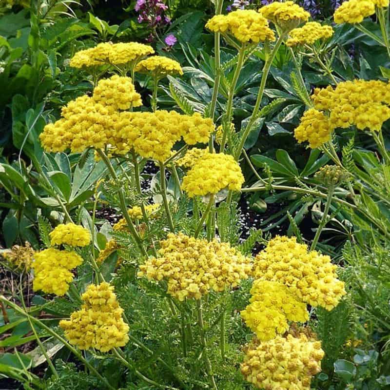 Yarrow (Achillea millefolium)