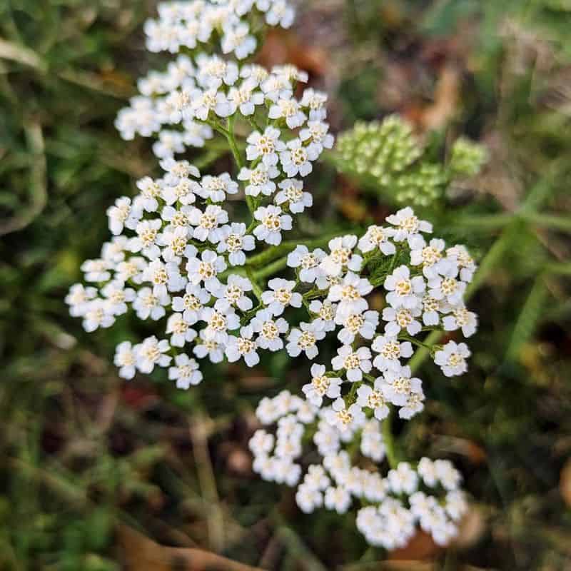Yarrow (Achillea millefolium)