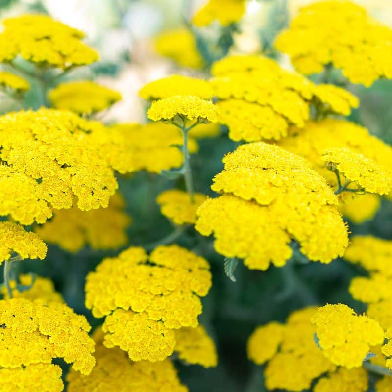 Yarrow (Achillea 'Moonshine')