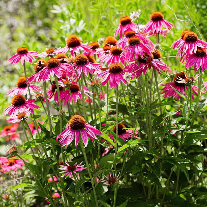 Echinacea