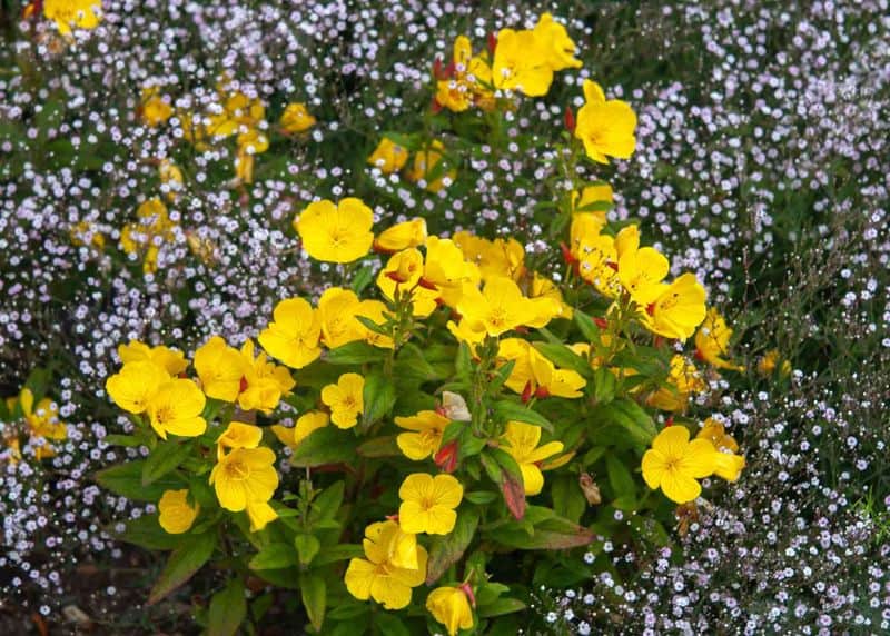 Evening Primrose
