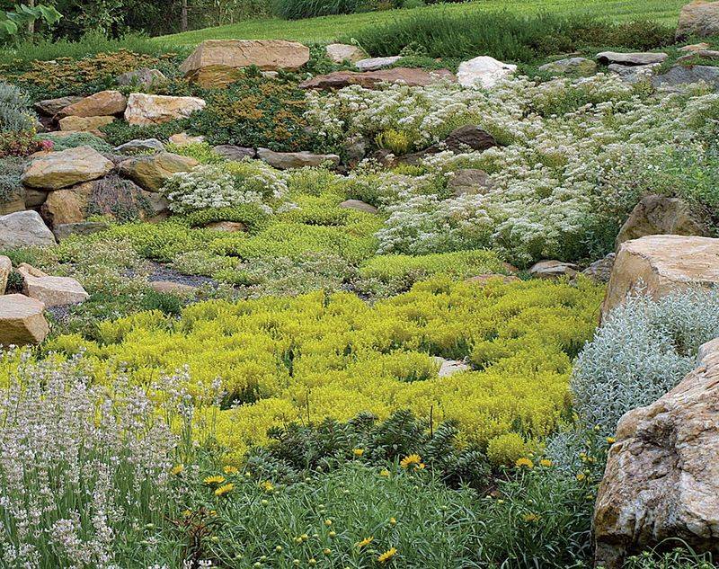 Sedum
