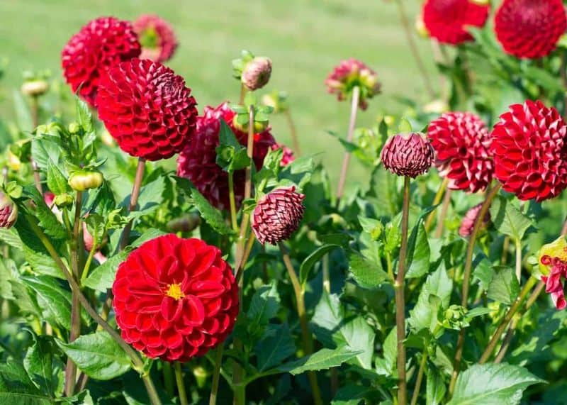 Dahlia