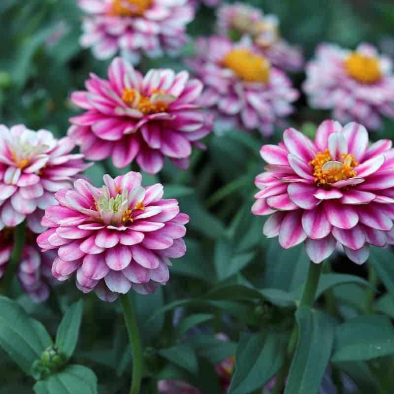 Zinnia (Zinnia spp.)