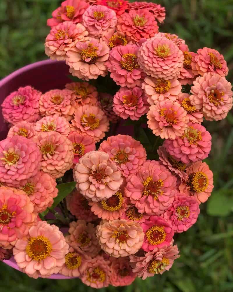 Zinnia