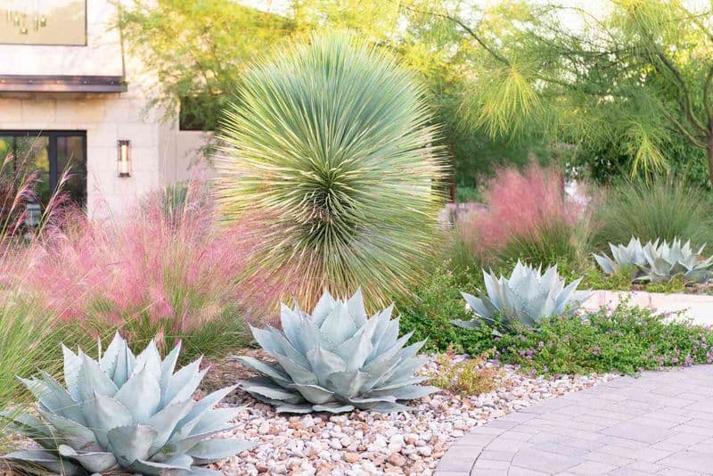 Succulents and Ornamental Grasses