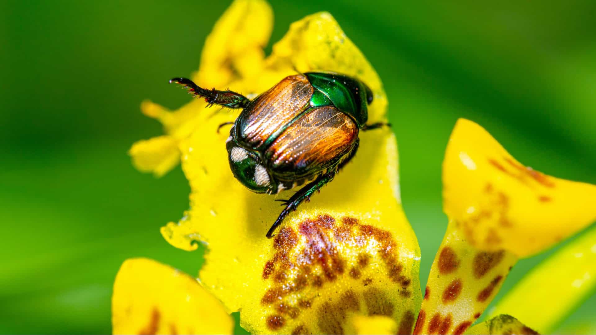 10 Garden Pests You Have to Be Prepared For