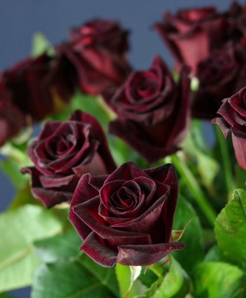 'Black Baccara' Rose (Rosa 'Black Baccara')