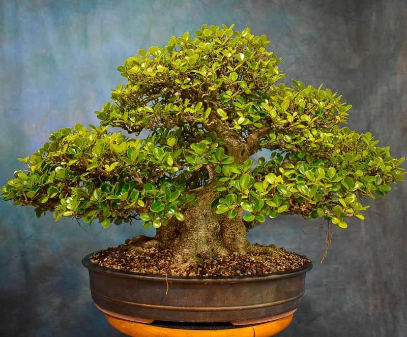 Ficus Bonsai