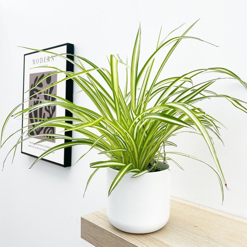 Spider Plant