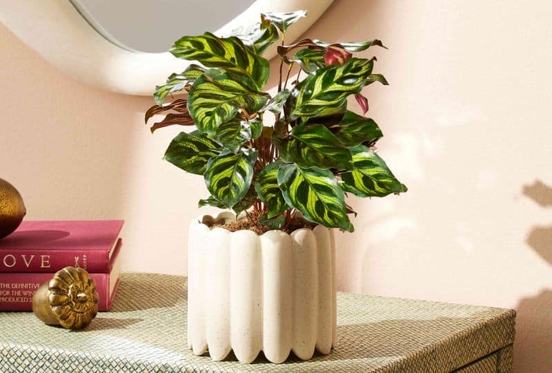 Understanding Humidity Needs