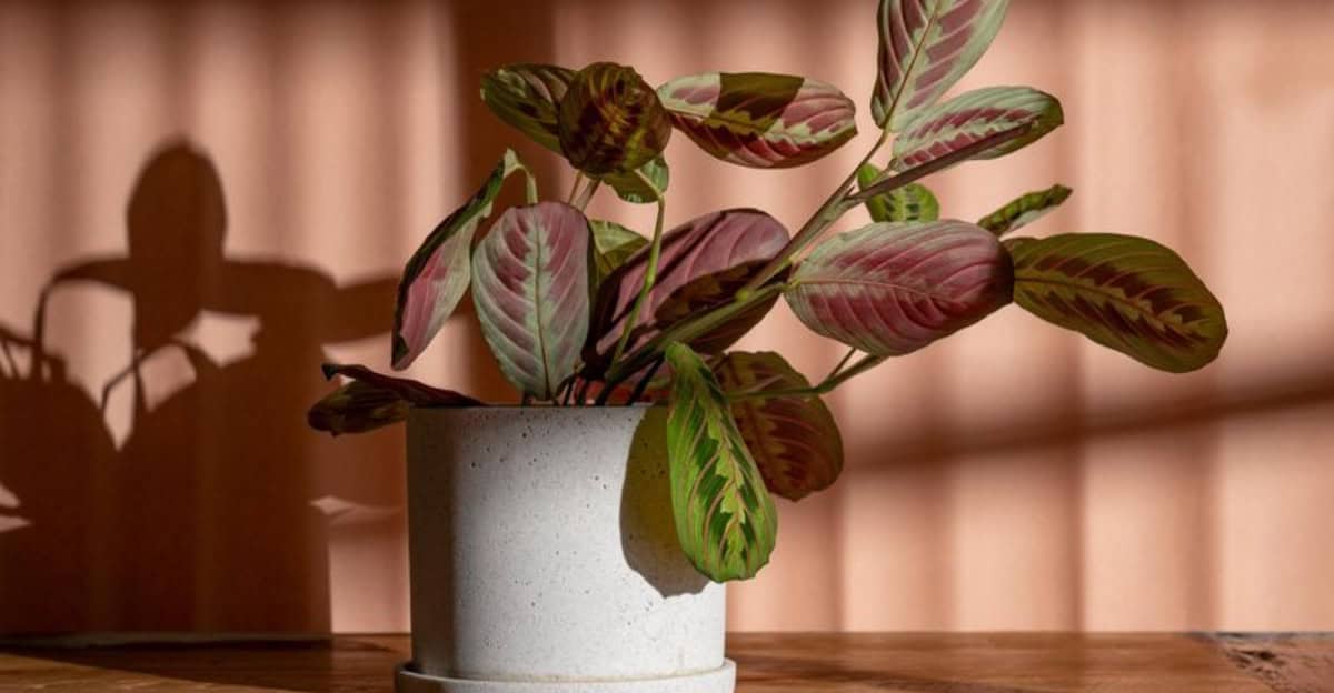 10 Tips for Growing Calathea Like a Plant Pro