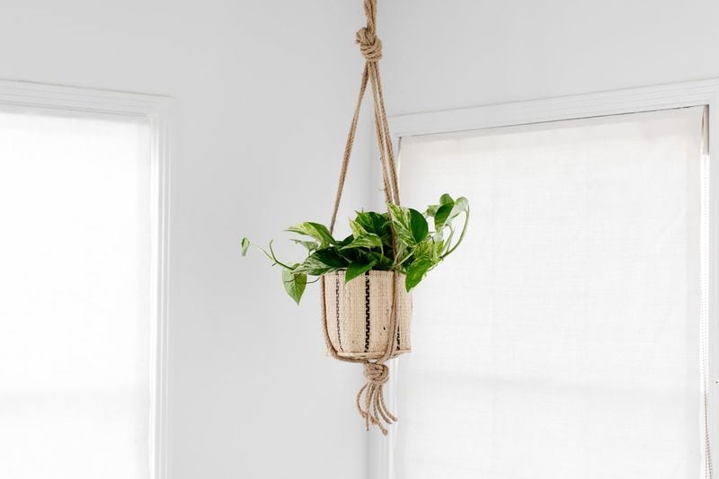 Pothos