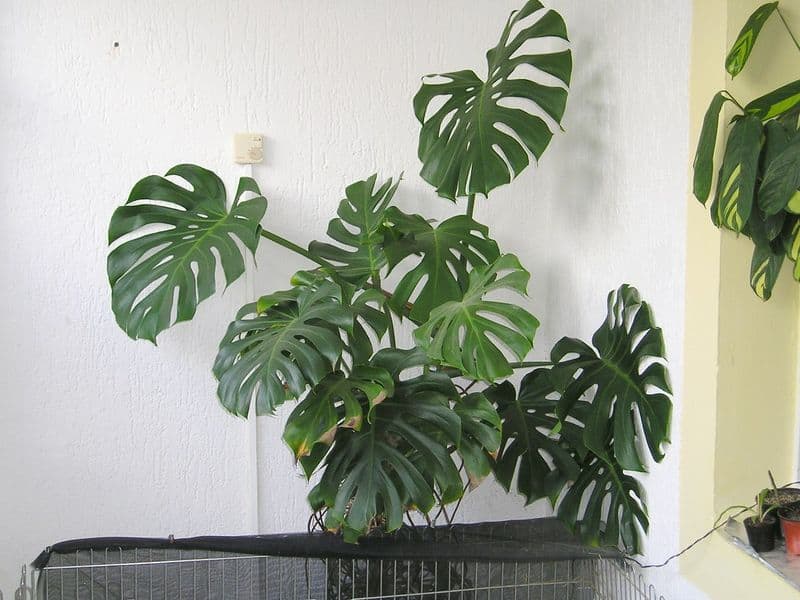 Monstera Deliciosa