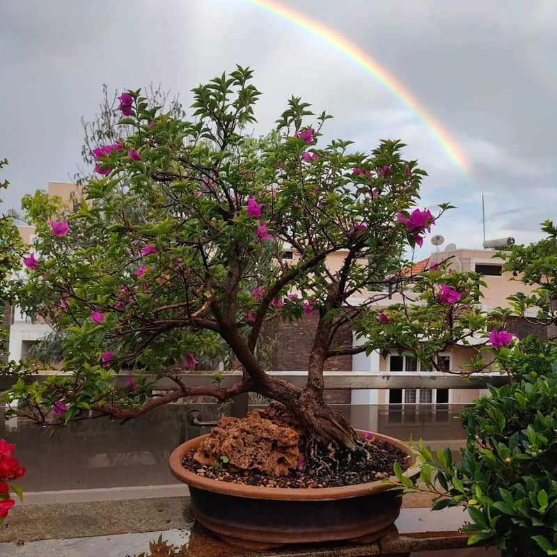 Bougainvillea Bonsai