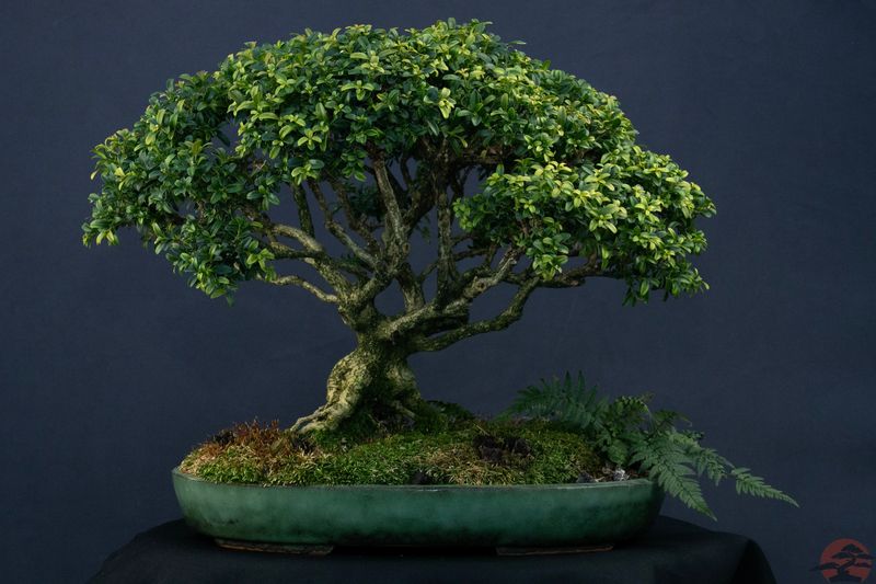 Boxwood Bonsai