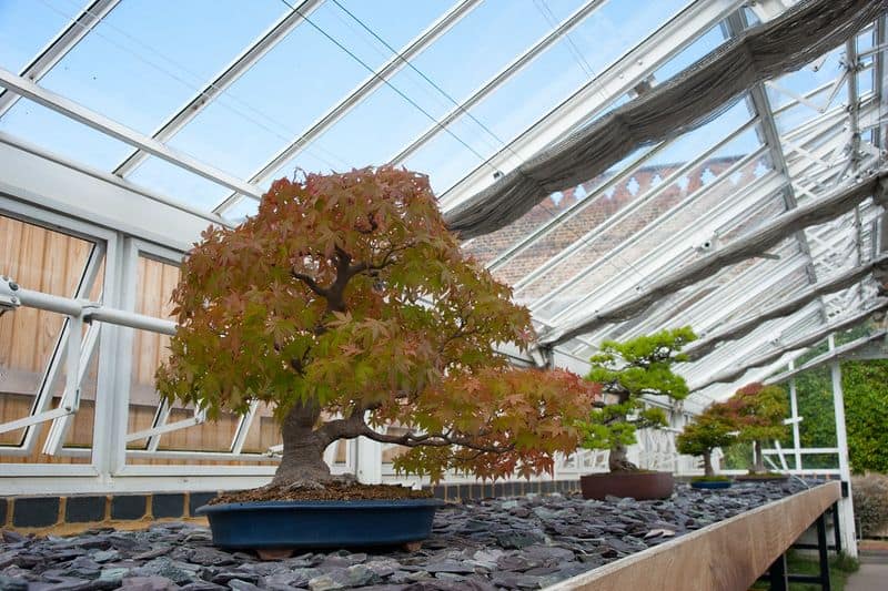 Japanese Maple Bonsai
