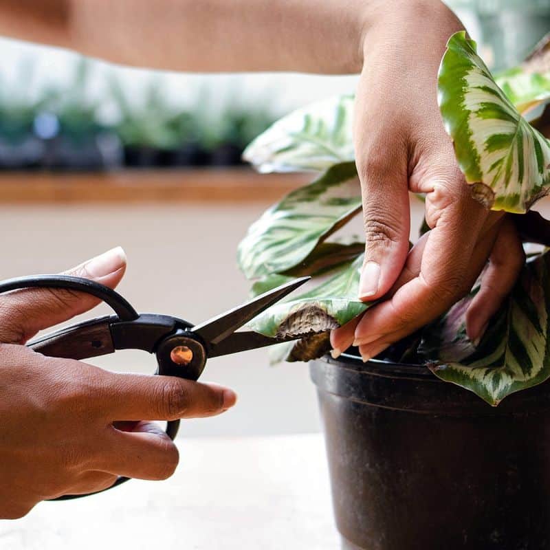 Regular Pruning for Health