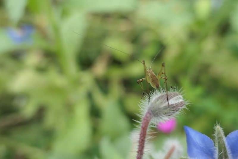 Manage Pests Naturally