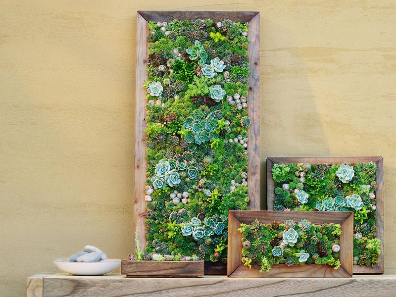 Succulent Wall