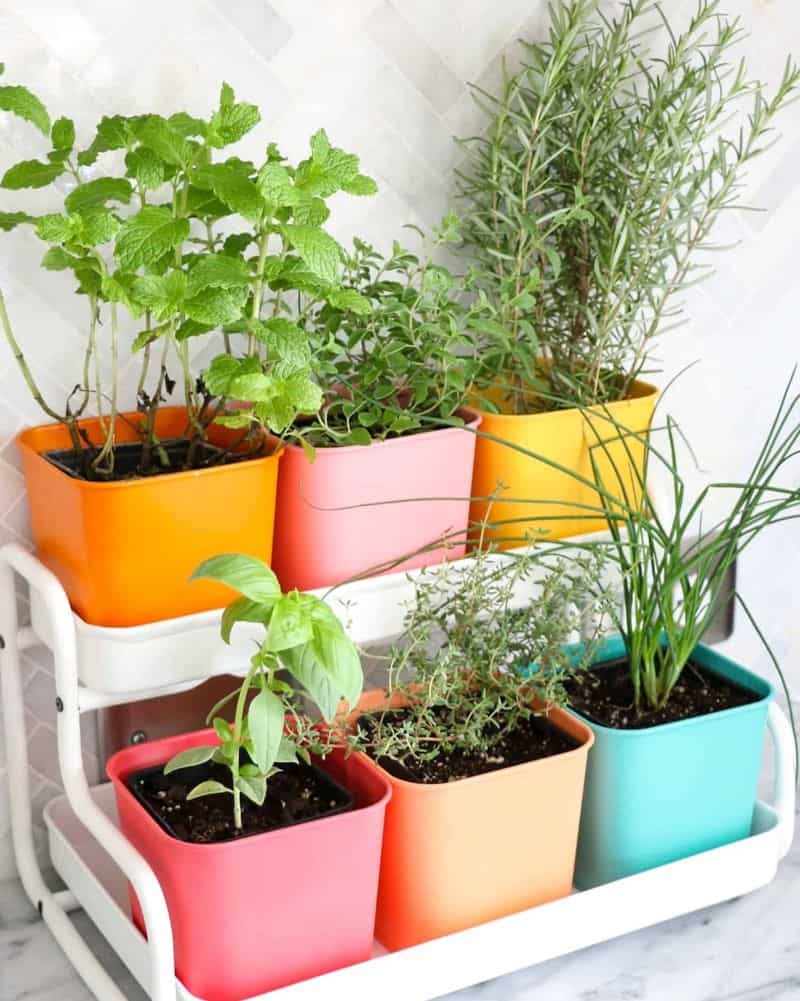 Create a DIY Herb Garden