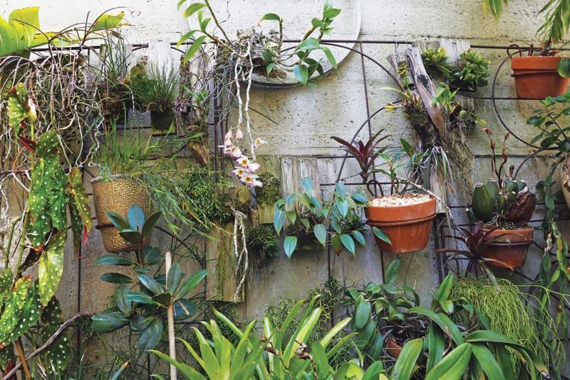 Urban Jungle