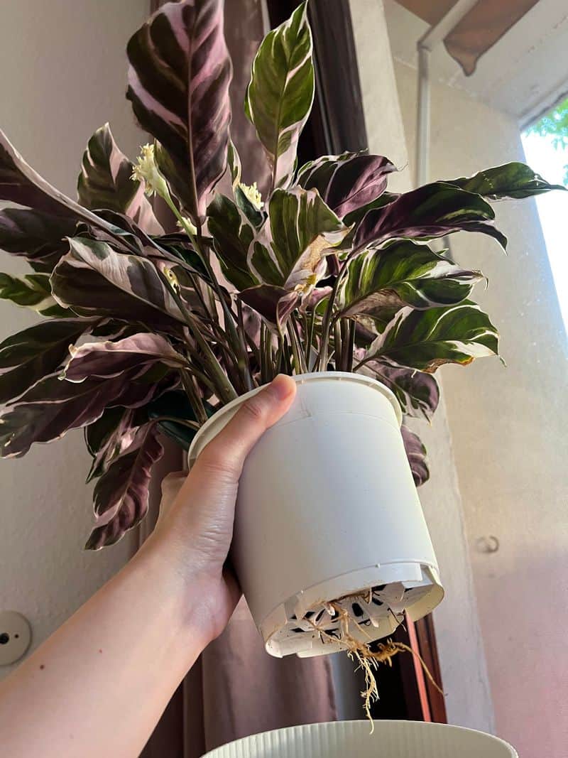 Repotting for Growth