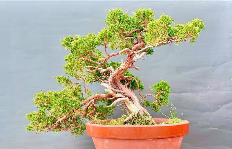 Juniper Bonsai
